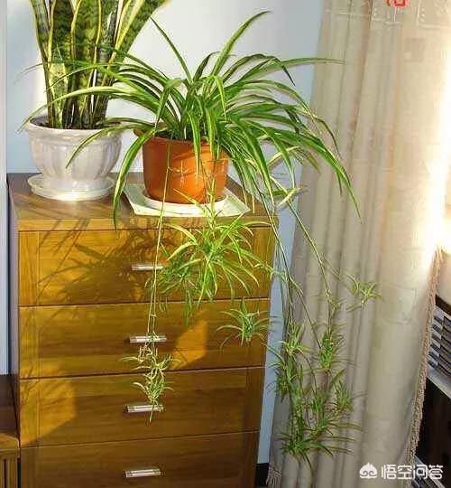 新疆月季花的栽培:新疆昼夜温差比较大，适合养什么种类的花呢？