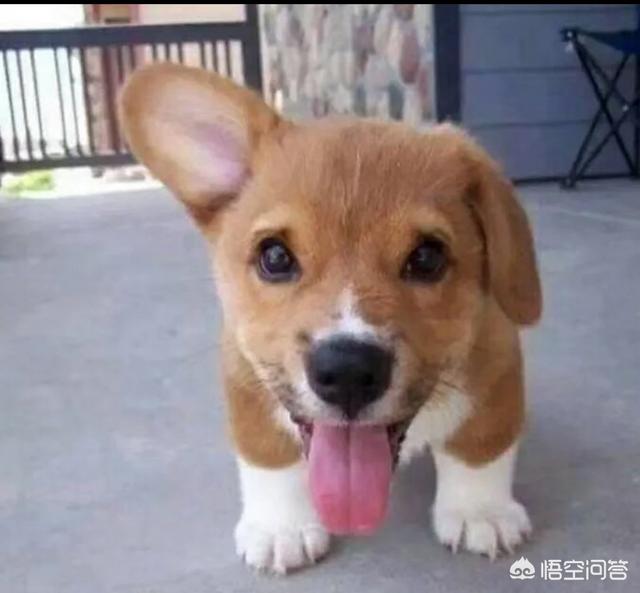小小宠物店:养一只拉布拉多每月最保守的消费是多少？