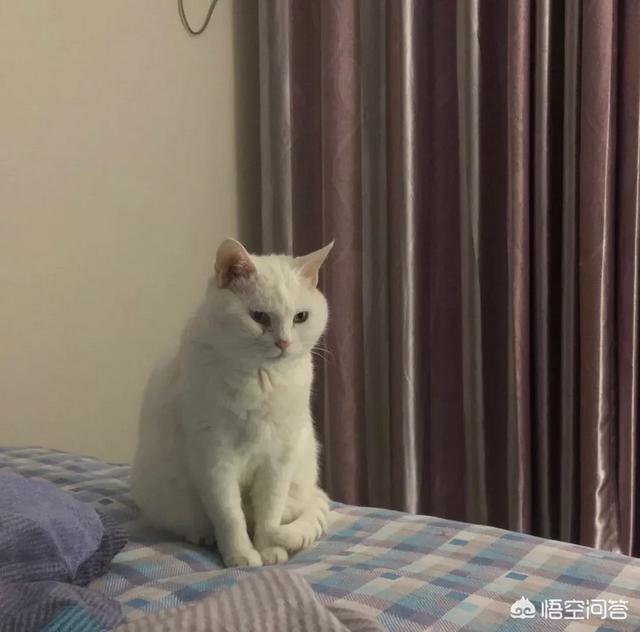 伯爵养猫记:养猫养久了，大家有没有发现自己有什么变化？