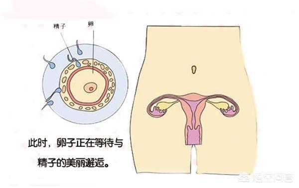 胎儿发育的40周内,孕妈肚子是怎样一点点变大的-生活百科