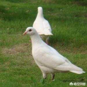 北方鸽子的养殖:在农村养殖肉食鸽子，前景如何？