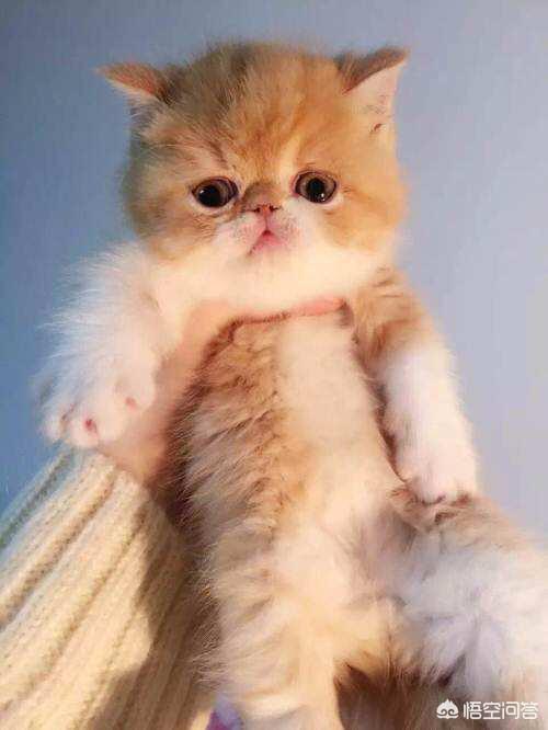 驱虫药和猫罐头一起吃:加菲猫配完猫能吃打虫药吗？