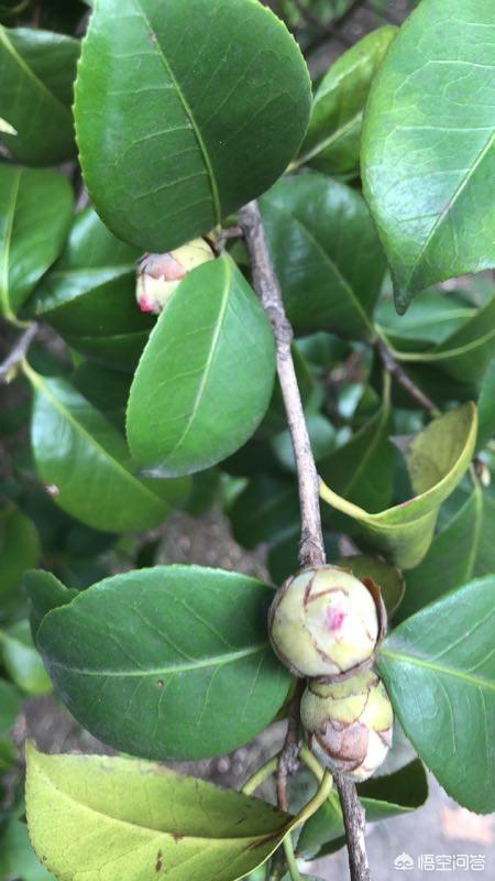 苞芽子真菌性皮肤病:茶花花苞发干，掉落，茶花叶子叶梗发红是什么原因？