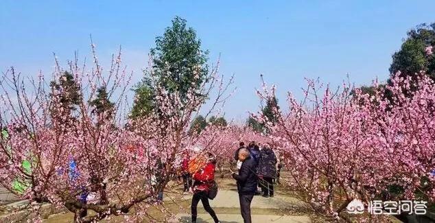 梧桐花谷官网:春天来了，铜陵市地区哪里适合赏桃花？