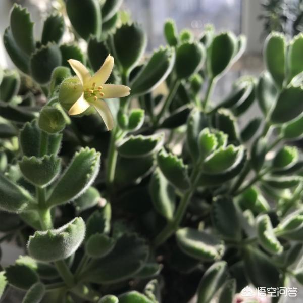 多肉熊童子好养不:多肉里熊童子是不是相对喜水的，应该怎样养护呢？