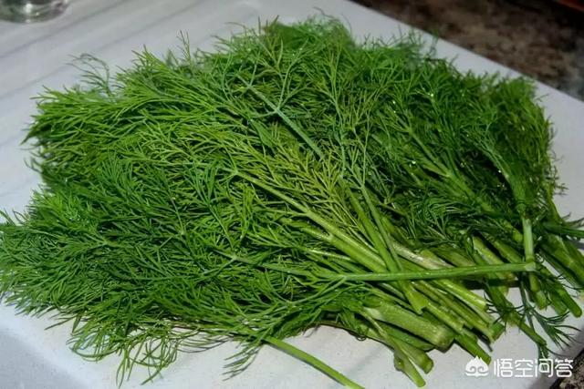 茴香喜欢阳光吗？