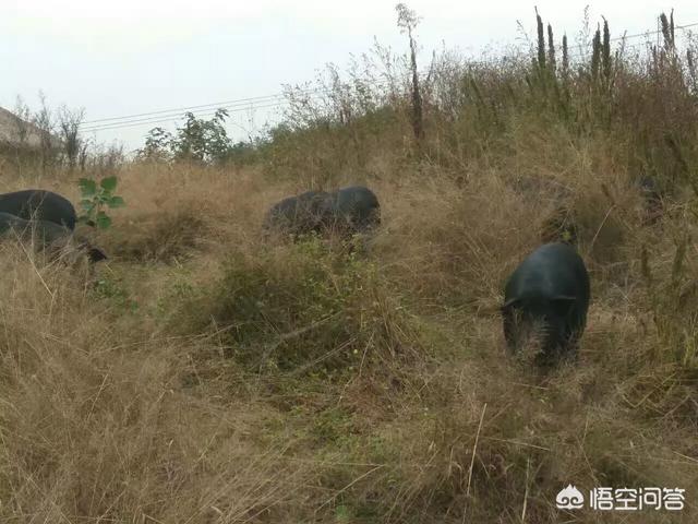 猪气喘病的症状.:猪有点喘滚来滚去是什么病？