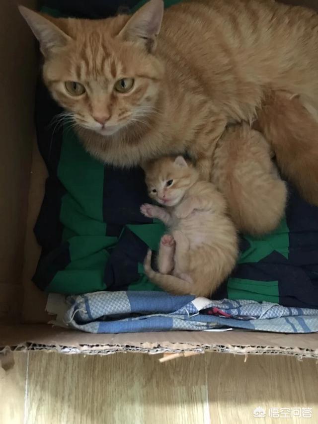 我们家猫咪快要生了，跟前跟后的一直望着我叫，给猫粮也不吃了。是什么原因？插图13