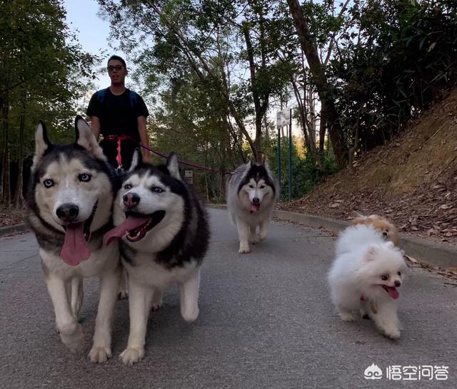 萌狗狗:#萌星人成长记#狗狗是不是故意撕家的？