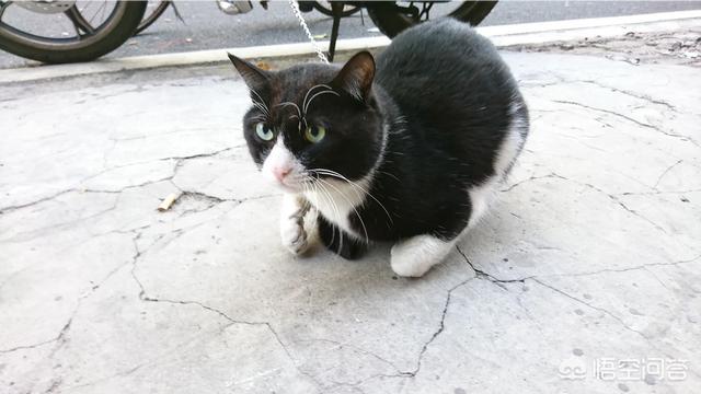 西伯利亚森林猫鉴定:无意间得知6岁女儿不是我的，该怎么办？