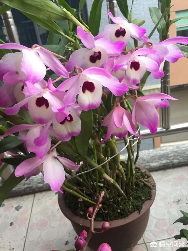 林靖恩播种成功:金钗石解花蕾种子怎么种才发芽出苗