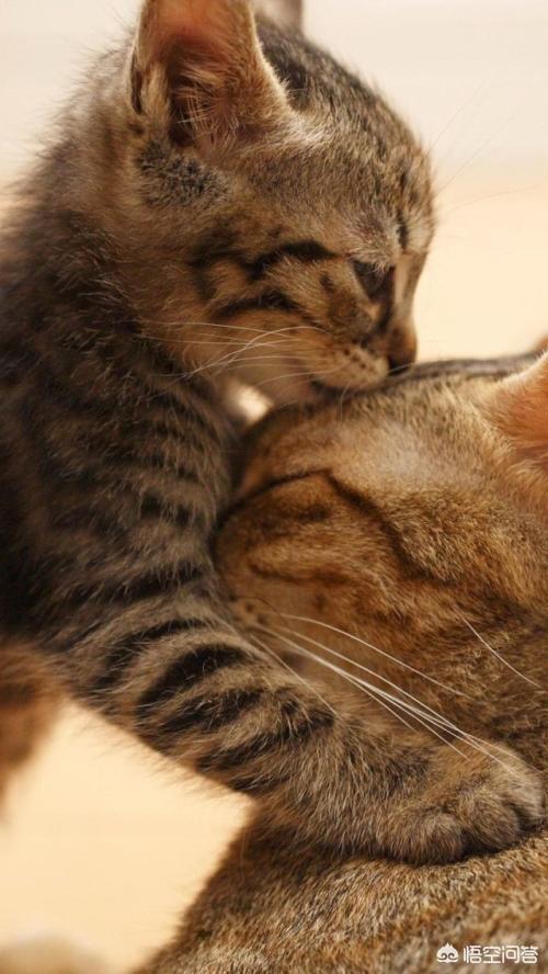 为什么晚上睡觉时猫咪总喜欢靠近自己的头，而且咕噜声还很大？插图57