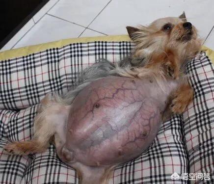 家养英国雪达犬一窝生下13仔:金毛和拉布拉多生的小狗怎么样？