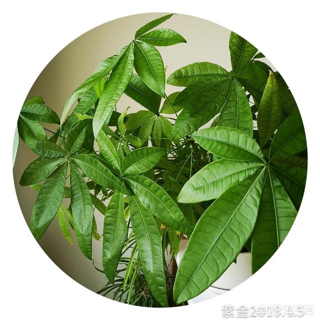 发财树怎么养才长得好:发财树、长寿花和其他植物都怎么浇水，怎么养的好？