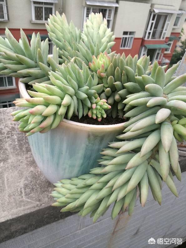 王玉珠帘图片:多肉植物千佛手怎么养谁比较懂？哪位网友晓得？