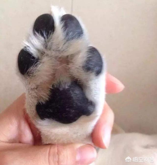 惠比特犬体味重吗:拉布拉多身上体味重，有什么办法可以解决吗？
