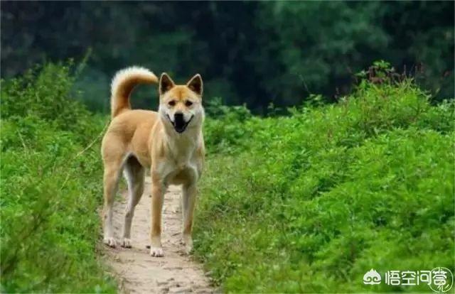 灵蹄犬逮獾:拥有一只不常见犬种的狗狗是种怎样的体验？