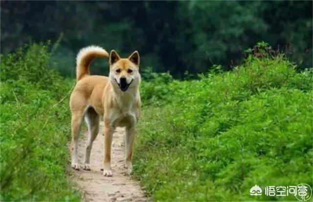 狗獾怕狗吗:比特犬厉害还是蜜獾厉害？