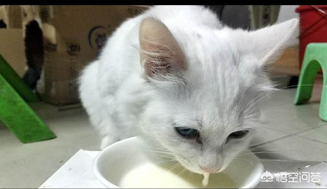 小猫吃什么可以代替猫奶:母猫不见了，只剩下还要吃奶的猫子，该怎么办？