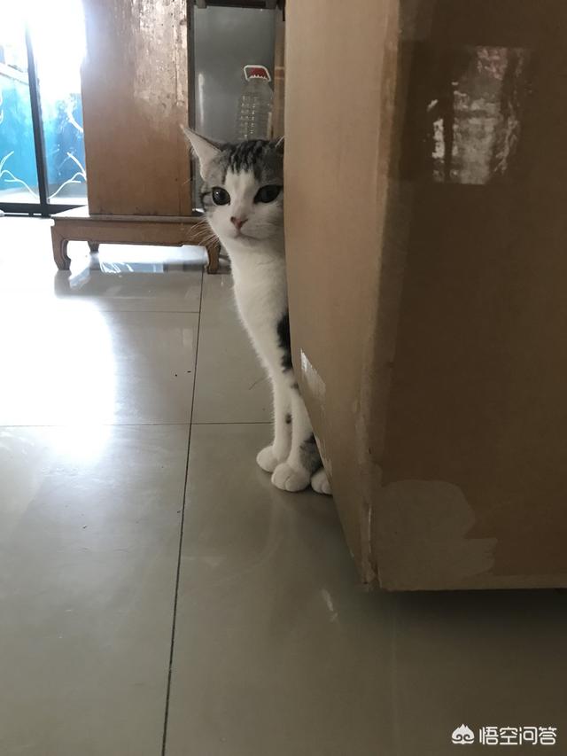 听猫奴们说养猫很花钱,那么养一只猫到底要花多少钱？