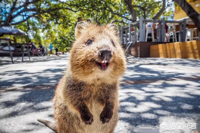 你觉得世界最傻的动物是什么?-惠修网