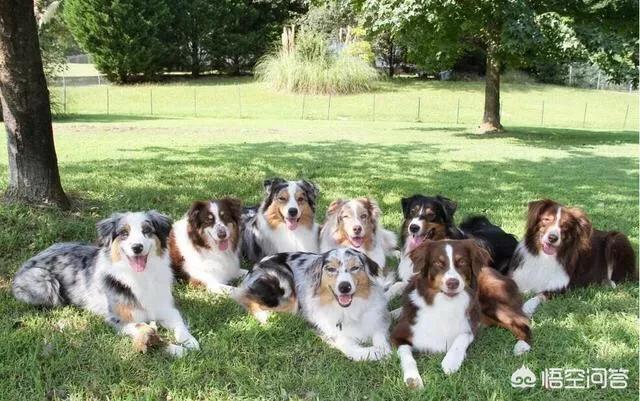 金毛体臭排名:金毛好还是边境牧羊犬好？