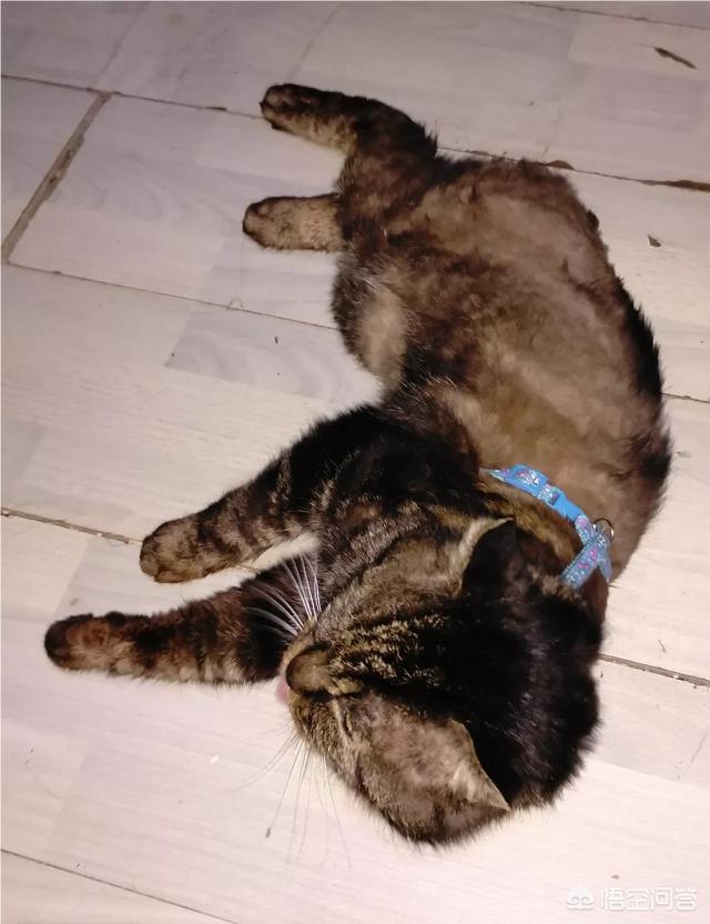 马鞍山宠物猫免费领养:#宠爱日#从哪些渠道可以找到待领养的动物？