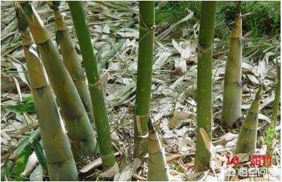 龟甲竹:龟甲竹价格 竹子开花后为什么会足渐死亡？
