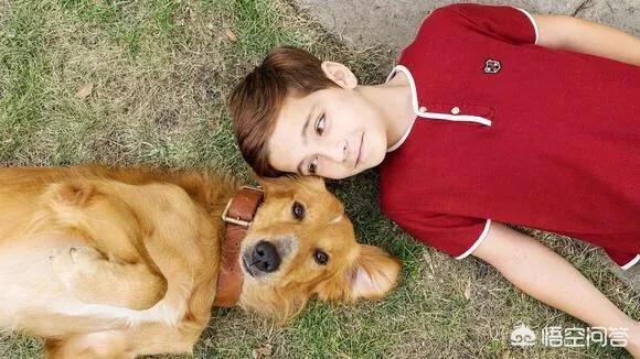 西施犬忠诚吗:狗狗会对主人绝对忠诚吗？