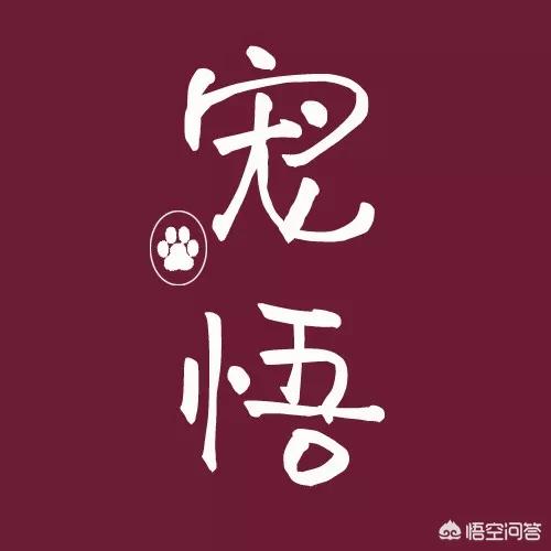 西施犬忠诚吗:慈禧很喜欢的狗是西施犬，养西施犬应该怎样辨别？