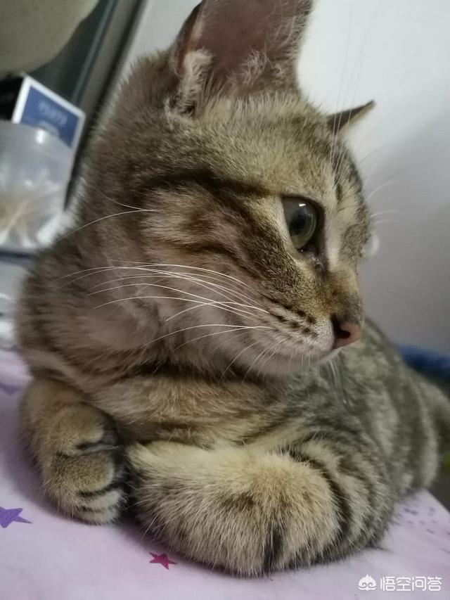 可爱小猫图片:有一只可爱小喵喵是什么感觉？
