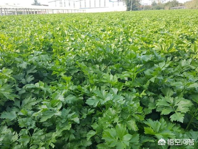 花叶芋根结线虫病:朱顶红叶子上了长白斑是什么原因？用什么药？