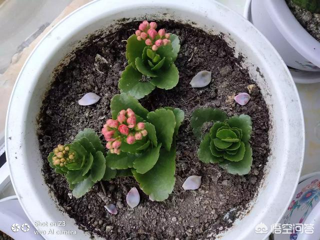 长寿花的繁殖方法大全:长寿花三个头还能扦插吗？