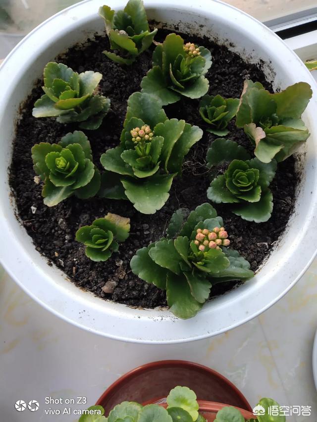 长寿花的繁殖方法大全:长寿花三个头还能扦插吗？