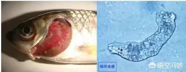 车轮虫 生活史:养鱼过程中车轮虫和指环虫该怎么防？