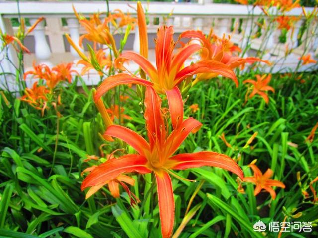 大花萱草哪个品种值得种植:大花萱草适合盆栽吗？需要怎么养护？