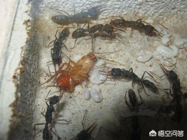 蟑螂吃什么:蟑螂吃什么会死掉 蟑螂是靠吃什么维持生命的？