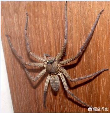 蟑螂吃什么:蟑螂吃什么会死掉 蟑螂是靠吃什么维持生命的？