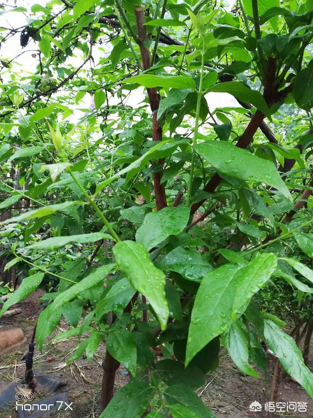 头条问答 - 现在腊梅发芽以后黑尖然后脱落其它芽也没精神,请问这是啥