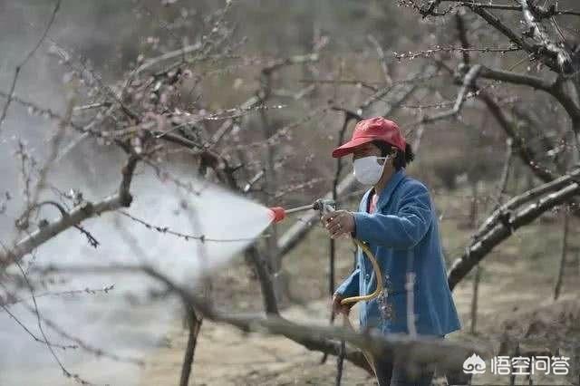 丁硫克百威苹果介壳虫:桃花谢后可喷什么类型的杀菌剂？