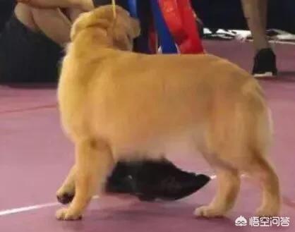金毛幼犬图片:一般宠物狗金毛幼崽多少钱？买的的话要注意哪些事项？