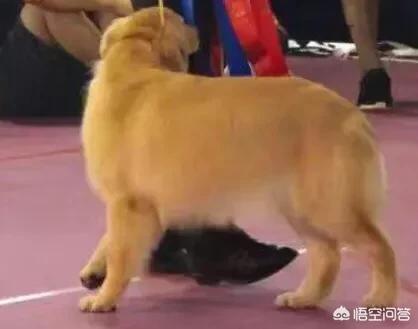 宠物狗金毛犬的价格和图片大全:金毛生的小黑狗价格高不高呢？