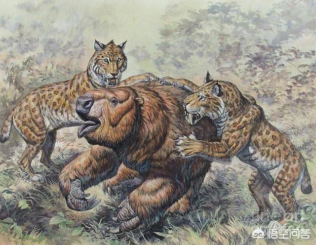 猎豹属:猎豹为了速度牺牲了什么？