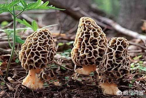 羊肚菌一般长在什么地方？有何功效？