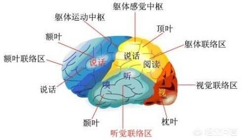 大脑各区域的功能是怎样划分的