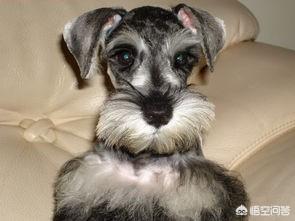 狗狗什么时候开始认主？插图3