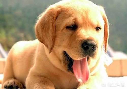 狗狗什么时候开始认主？插图5