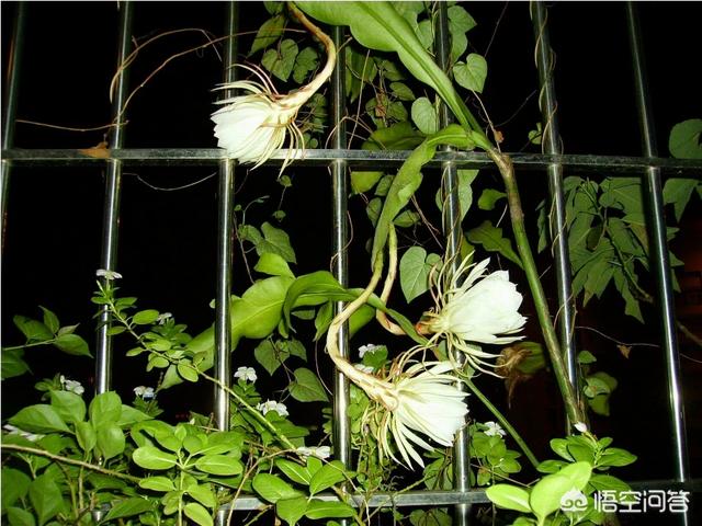 假昙花为什么不开花:假昙花不开花是怎么回事 昙花叶为什么看上去很干没光质什么原因？