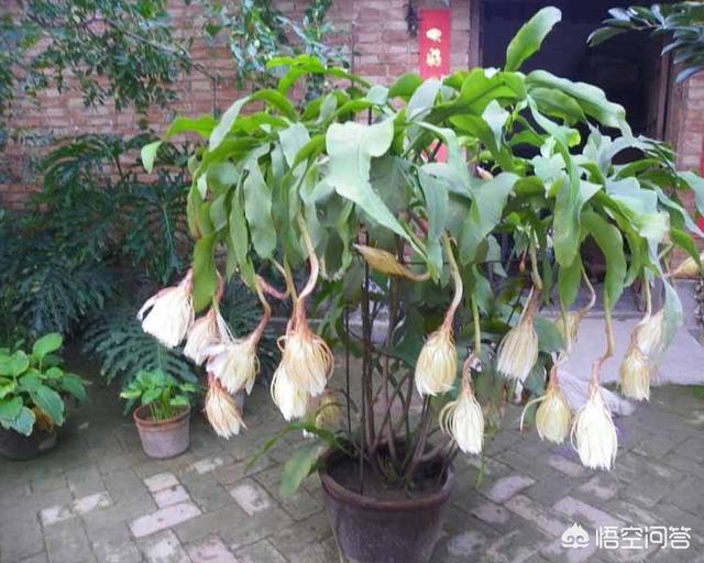 假昙花为什么不开花:假昙花不开花是怎么回事 昙花叶为什么看上去很干没光质什么原因？
