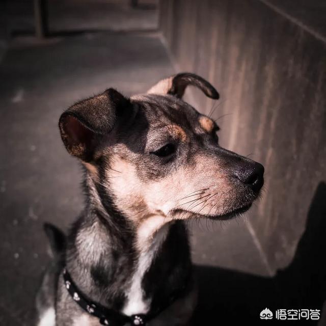 狗狗不吃东西怎么办呢:幼犬刚抱回来不吃东西,幼犬不吃东西要怎么办？ 狗不爱吃东西怎么办